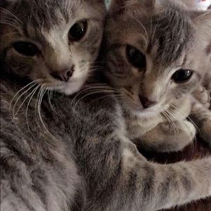 Meet your Posher, Payton